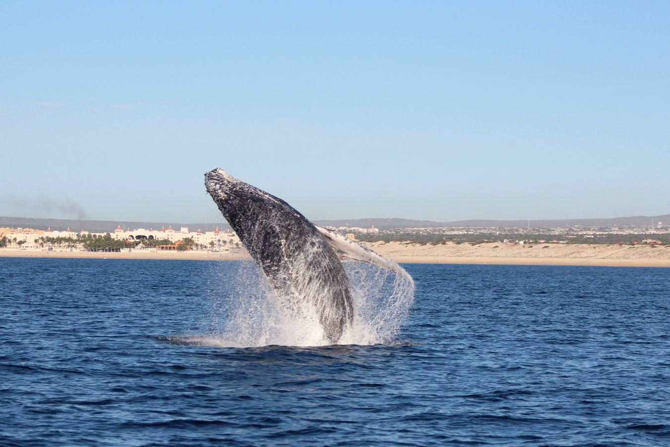 Avistamiento de Ballenas en Los Cabos