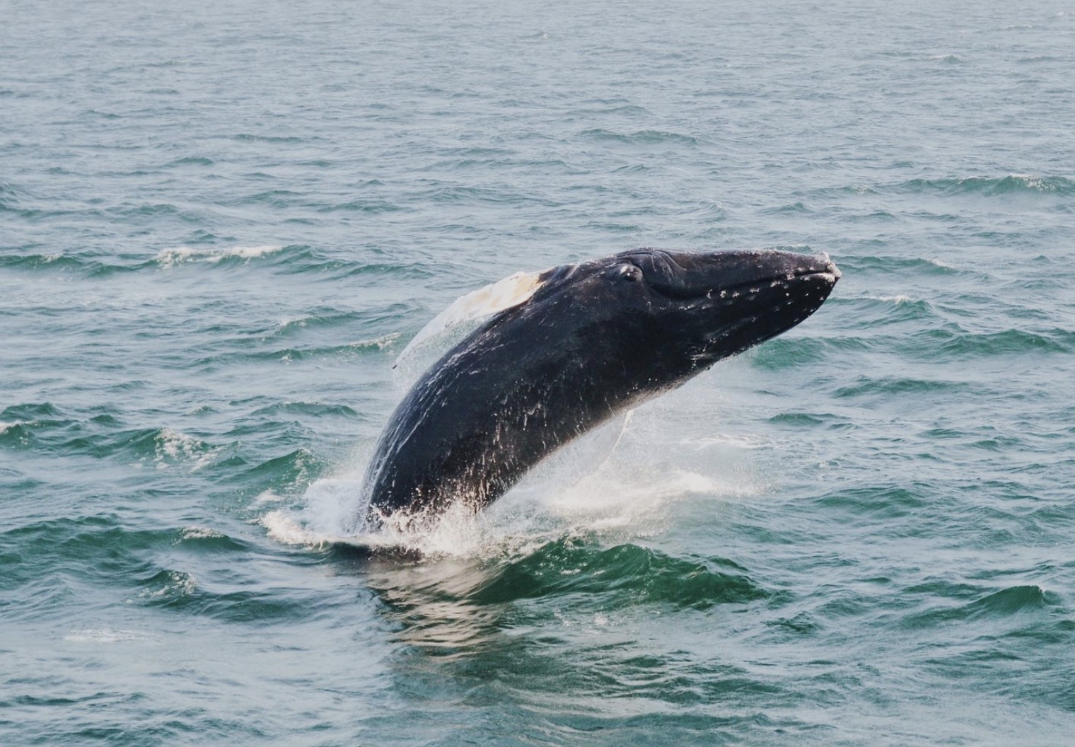 Avistamiento de Ballenas en Cabo