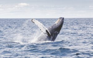 Tour de avistamiento de ballenas en Los Cabos