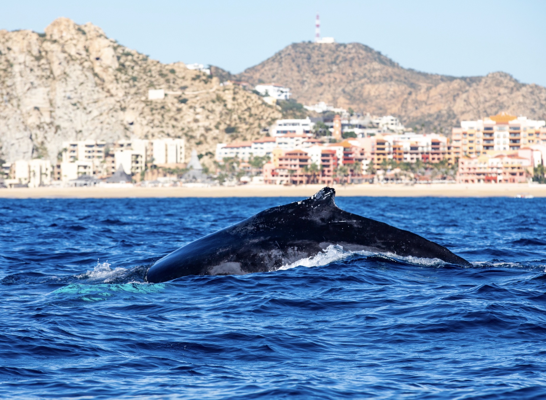 Whale Watching in Cabo